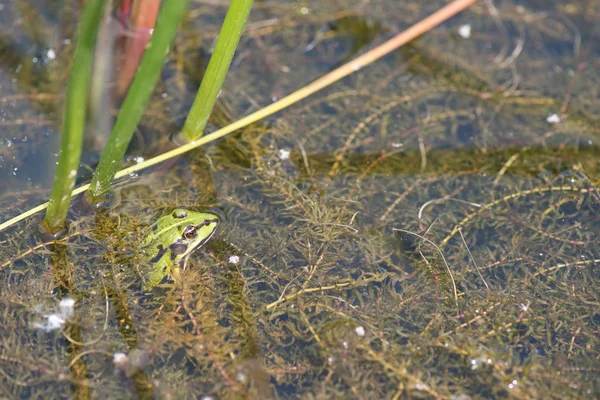 Pool frog — Stock Photo, Image