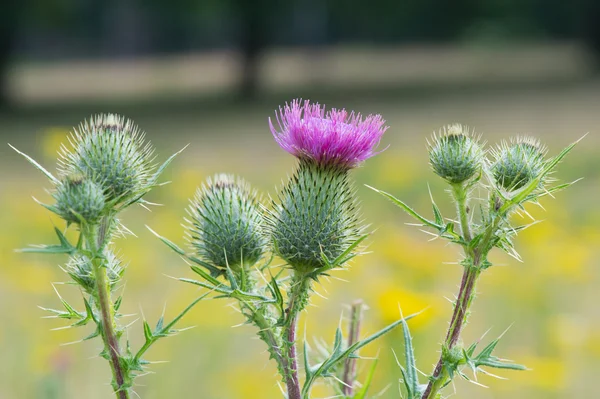 Paarse distel — Stockfoto