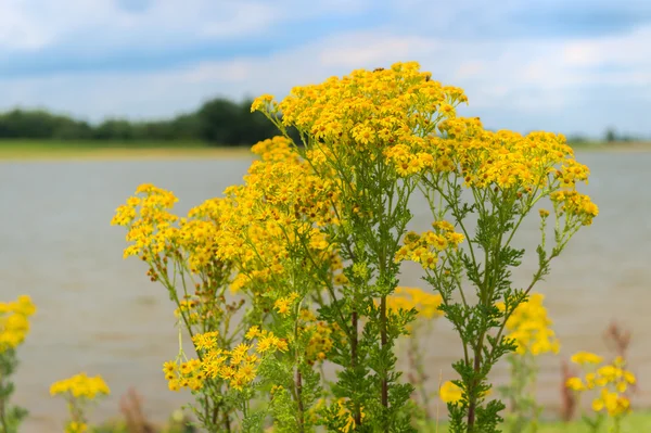 노란 Jacobaea vulgaris — 스톡 사진