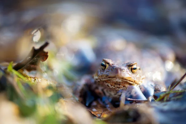 Kröte — Stockfoto