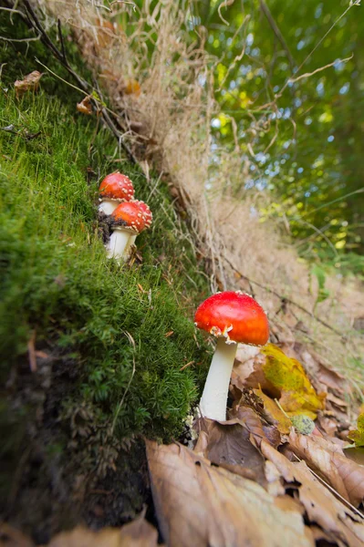 Fliegenamanita — Stockfoto