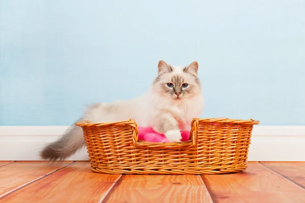 Birman cat in basket — Stock Photo, Image