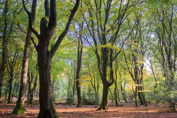 Orman yaprağı ağaçları ile