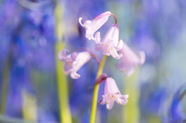Divoké hyacinty — Stock fotografie