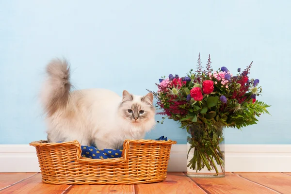 Birman cat in basket — Stock Photo, Image