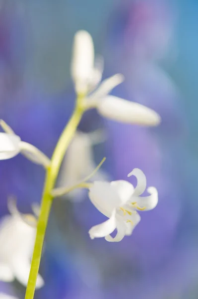 Jacintos silvestres — Foto de Stock