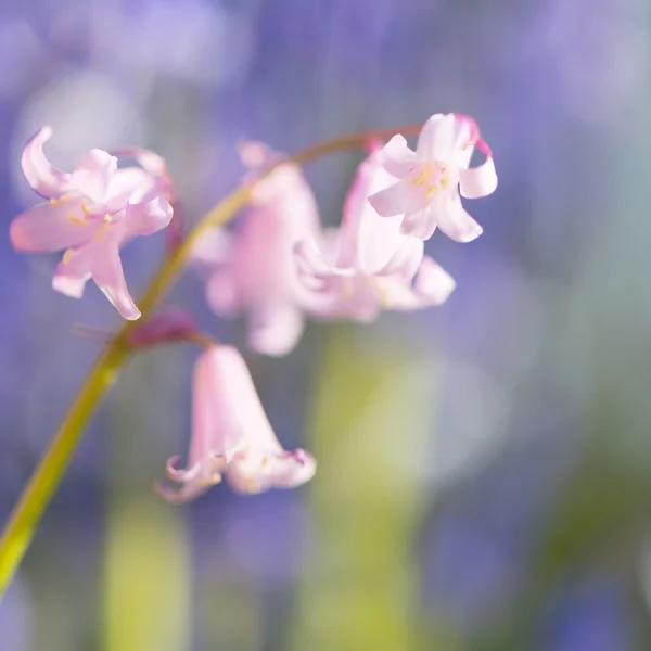 Jacintos silvestres — Foto de Stock