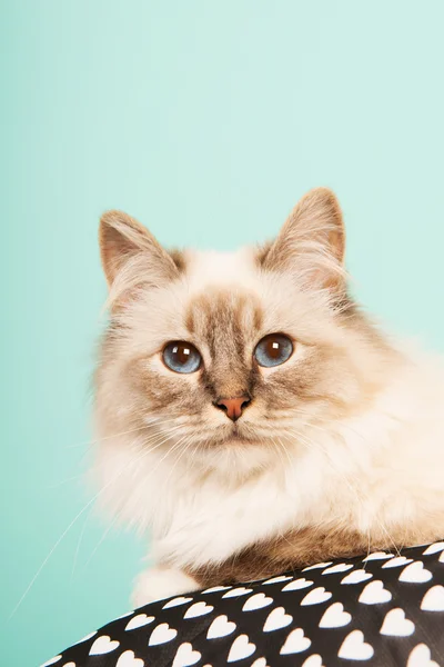 Chat de Birman — Photo