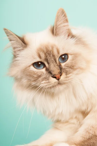 Birman kat — Stockfoto