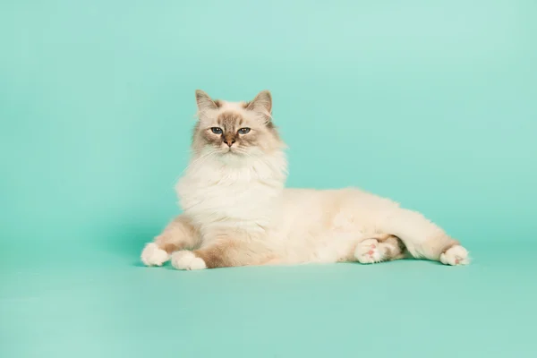 Birman cat — Stock Photo, Image