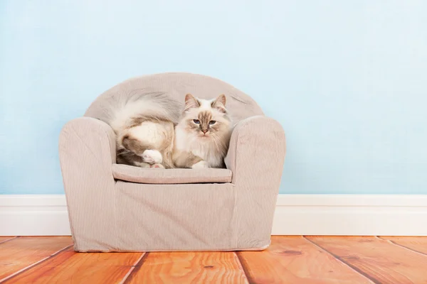 Birman gato na cadeira — Fotografia de Stock