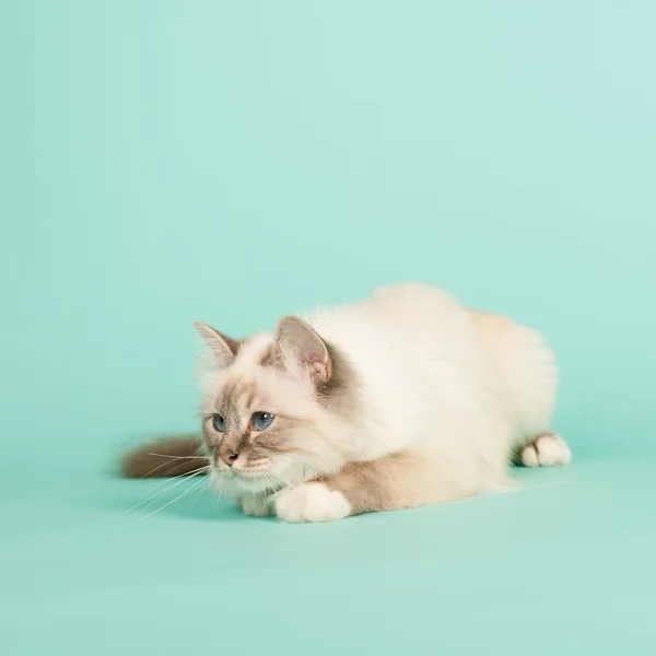 Birman 猫 — 图库照片