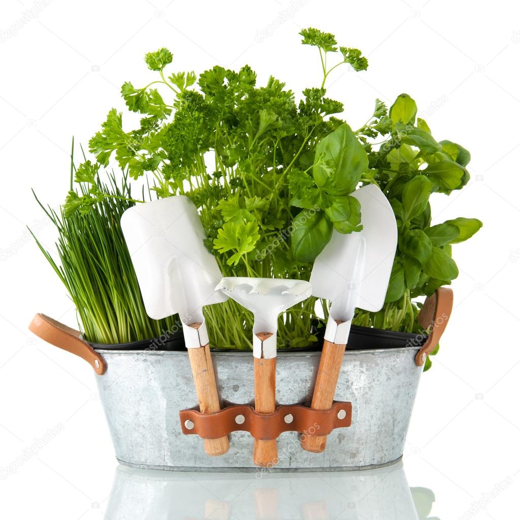 Küche-Kräuter — Stockfoto © ivonnewierink #80316996 Küche-Kräuter — Stockfoto © ivonnewierink #80316996