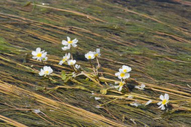 Sudaki beyaz çiçekler