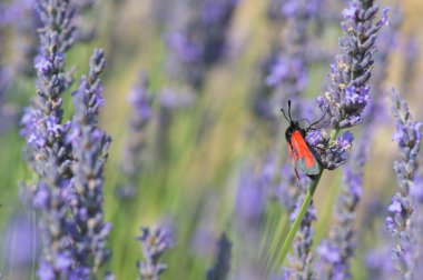 Kırmızı kelebek lavanta çiçekleri üzerinde