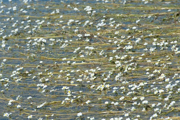水の中の白い花 — ストック写真