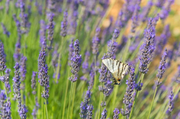 Old World swallowtail butterfly on Lavender — Stock Photo, Image