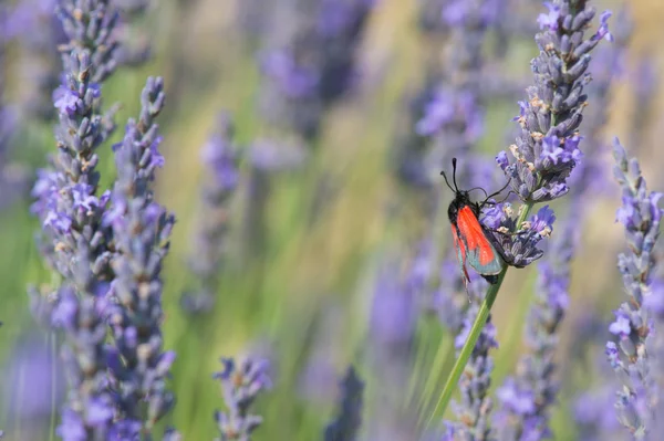 Czerwony motyl na kwiaty lawendy — Zdjęcie stockowe