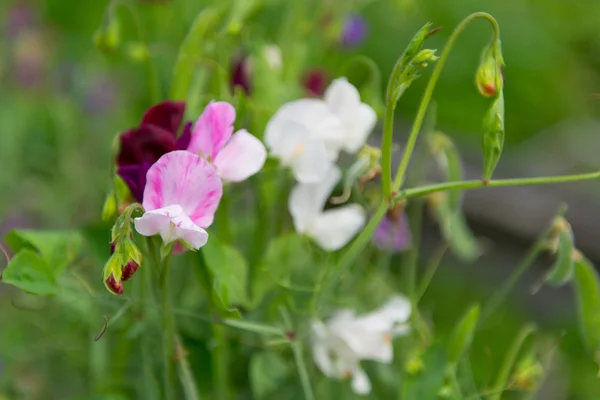 Sweet peas in the garden — Stock Photo, Image