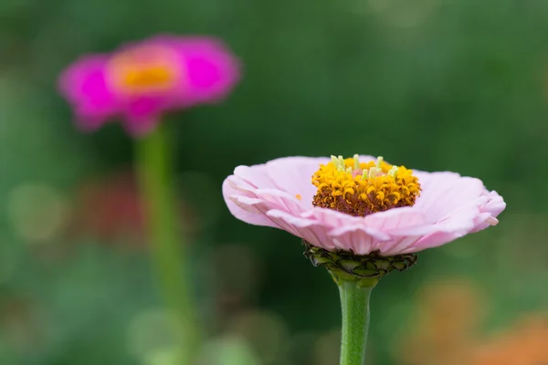 Zinnia rosa — Foto de Stock