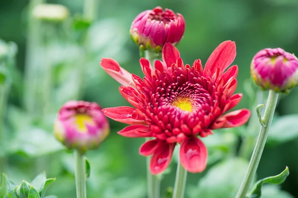 庭で Chrysanths — ストック写真