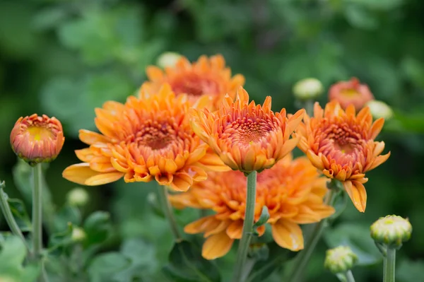 Chrysanths en el jardín — Foto de Stock