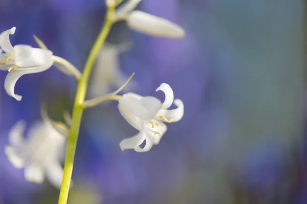 Wild hyacinths — Stock Photo, Image