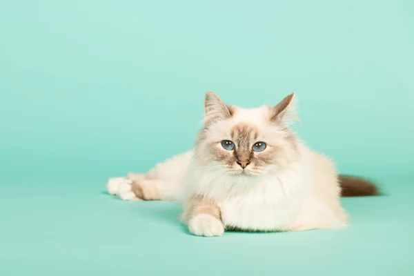 Birman 猫 — 图库照片