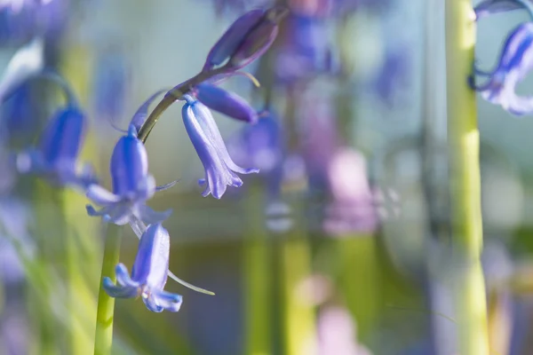 Divoké hyacinty — Stock fotografie