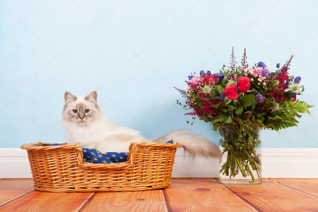 Birman cat in basket