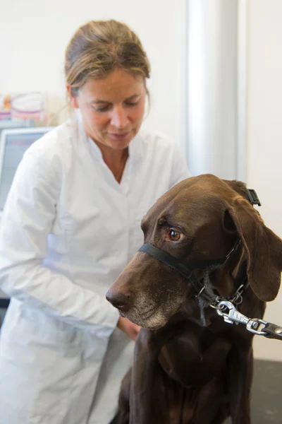 Hond bij de dierenarts — Stockfoto