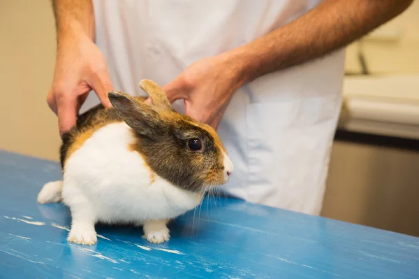 Kaninchen beim Tierarzt — Stockfoto