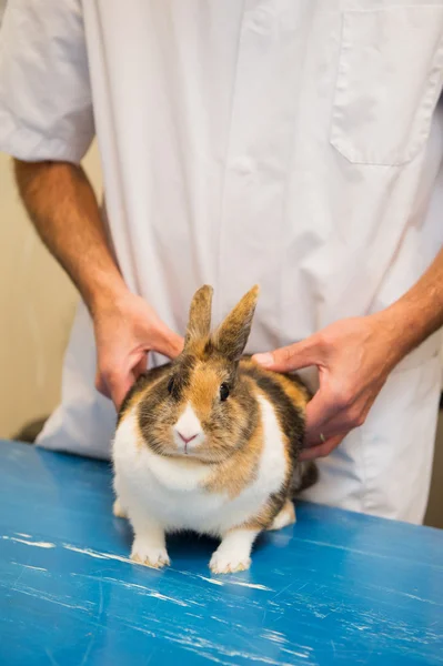 Konijn op de dierenarts — Stockfoto