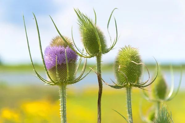 Teasel salvaje púrpura en el paisaje — Foto de Stock