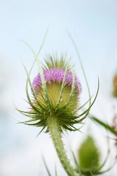 Purple wild teasel — Stock Photo, Image