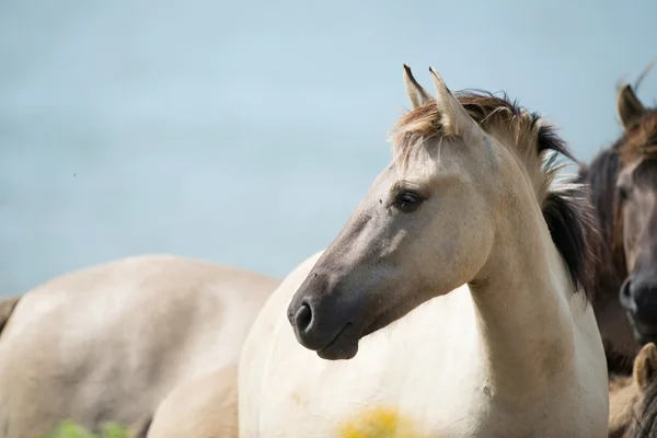 Poulain de Konik — Photo