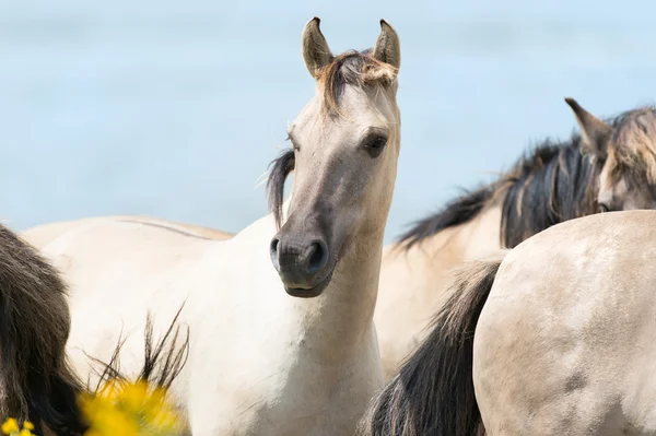 Chevaux Konik — Photo