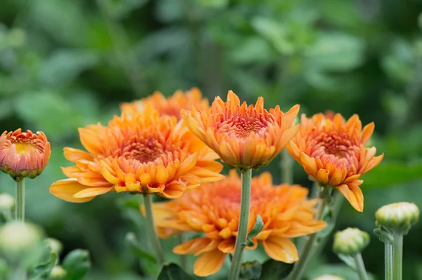 Chrysanths w ogrodzie — Zdjęcie stockowe