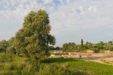 Charolais inekler yılında nehir manzara
