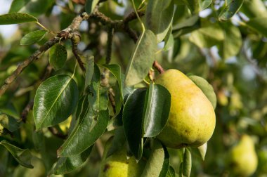Olgun armut ağacında