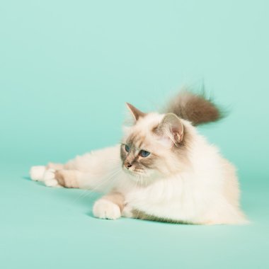 Birman kedisi