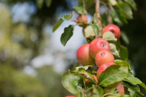 Röda äpplen i trädet — Stockfoto