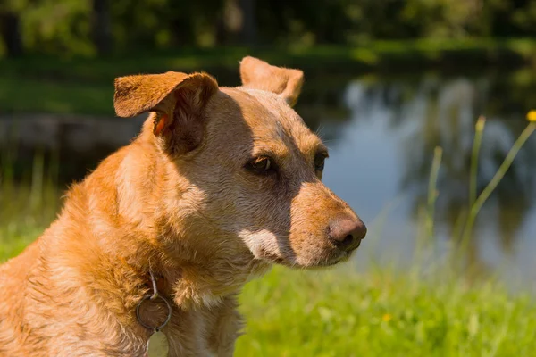 Brauner Hund — Stockfoto