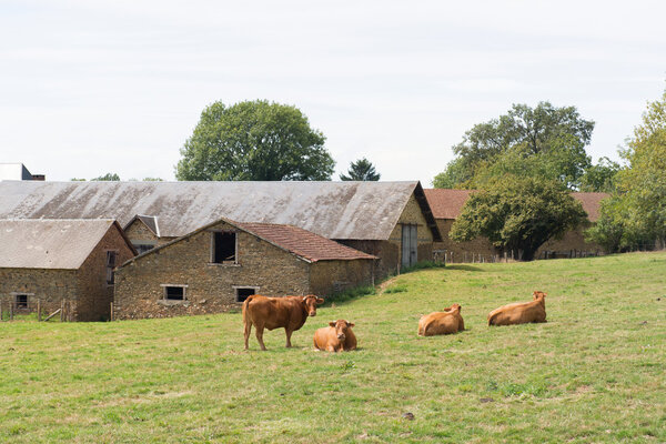 Лимузиновые коровы в деревне
