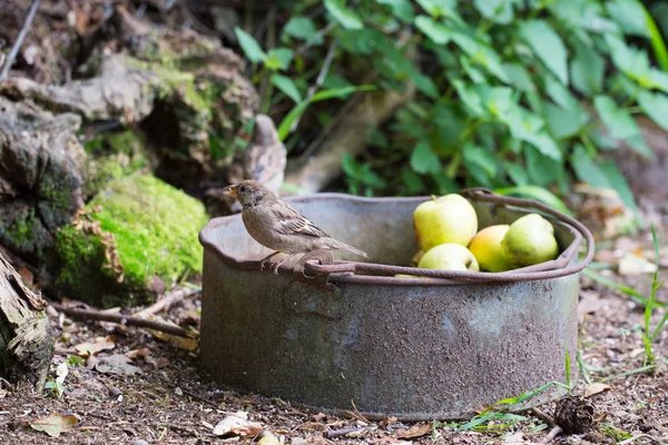 참새 먹는 사과 — 스톡 사진