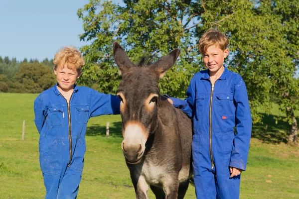 Farm pojkar med deras åsna — Stockfoto