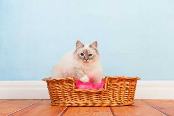 Birman cat in basket — Stock Photo, Image