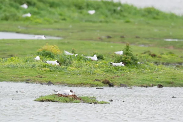 Черноголовые морские чайки — стоковое фото
