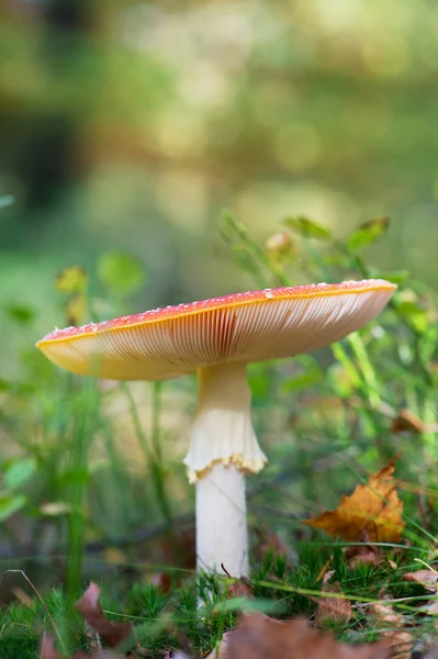 Amanita volar —  Fotos de Stock