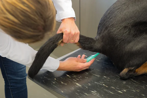 Veterinario è temping cane — Foto Stock